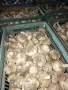 български чесън, снимка 1