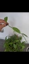 Орхидея ванилия, Vanilla Planifolia , снимка 2