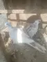 Гугутки пеещи!!, снимка 1