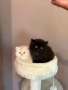 Персийски котенца , снимка 1