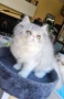 Персийски котенца , снимка 4