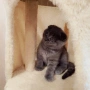 Шотландски котенца, снимка 6