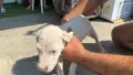Дого Аржентино !, снимка 8