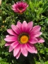 Летен гербер (Gerbera), снимка 1