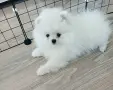 Мъжко померанче , снимка 3