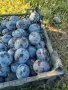 Чачанска лепотица за консумация , снимка 1