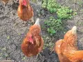 Иса Браун на една година, 6 бр. в повече, снимка 2