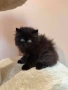 Персийски котенца , снимка 9