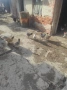 Продавам кокошки, снимка 3