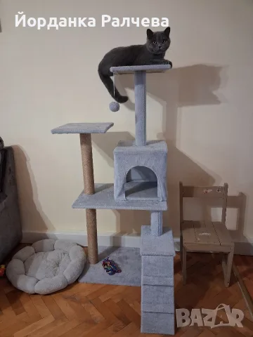 Британска женска котка, снимка 15 - Британска късокосместа - 55590061