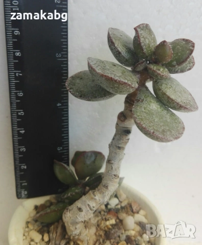Адромисхус (Adromischus maculatus), снимка 2 - Стайни растения - 54835890