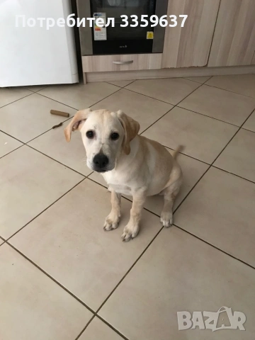 Лабрадор на 4 месеца 