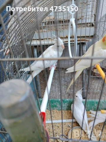 Продавам бели и пъстри корели, снимка 5 - Папагали - 55136761