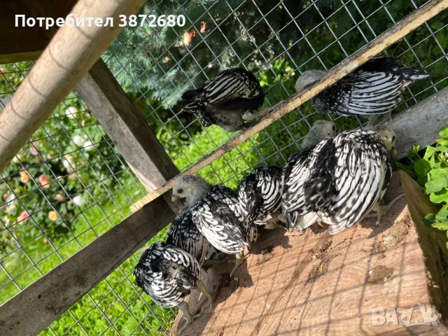 Сребърен зибрайт, снимка 7 - Кокошки и пуйки - 54625193