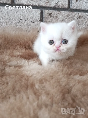 Женско котенце 🐈, снимка 2 - Персийска - 55248684