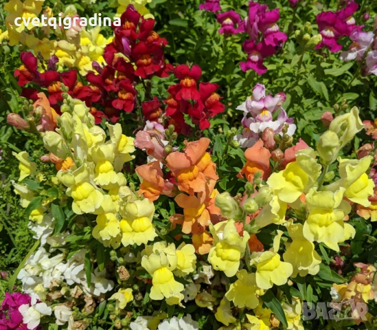 Antirrhinum Mix (Антиринум микс / Кученца микс), снимка 2 - Градински цветя и растения - 54676968