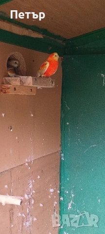 Пойни папагали 2 чифта. , снимка 4 - Папагали - 54956229