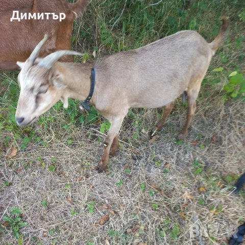 Три кози и 4 ярета, снимка 10 - Кози - 55420932