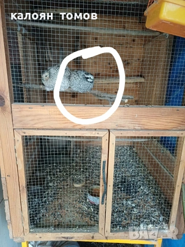 Вирджински пътпъдък , снимка 2 - други­ - 54282092