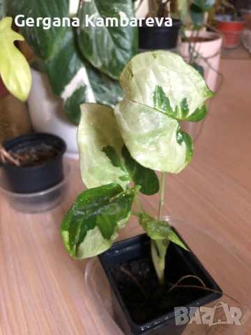 Syngonium Three Kings , снимка 2 - Стайни растения - 54476101