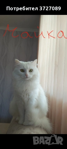 Ангорска котка, снимка 8 - Ангорски - 54727476