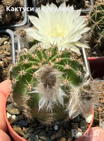 Кактус Echinopsis Hybrid цвят кремаво бяло цъфтящи растения, снимка 4 - Градински цветя и растения - 55182543