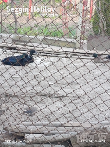 Каюга , снимка 5 - други­ - 54259015