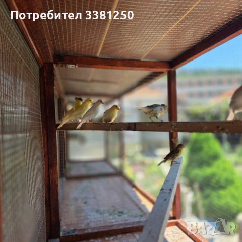Канарчета, снимка 4 - Канари - 54767665