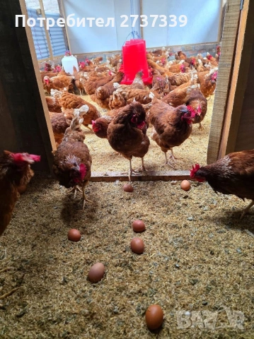 Носачки ломан  браун