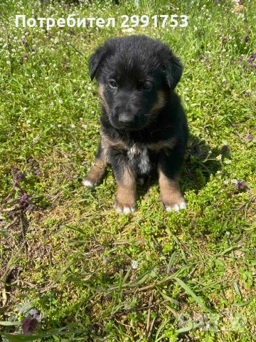 продавам кученца, снимка 3 - Други - 54318818