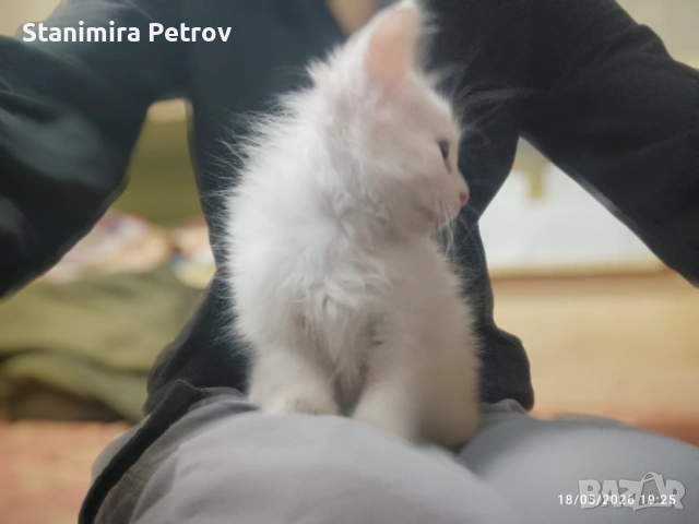 Сиамска дългокосместа котка