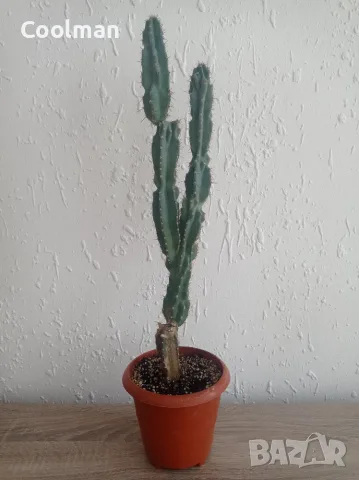 Кактуси Cereus ., снимка 2 - Стайни растения - 54077094