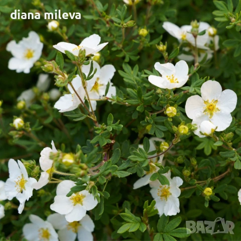 Потентила, Potentilla fruticosa 'Abbotswood', студоустойчива и многогодишна