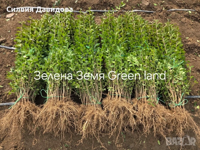 Лигуструм за жив плет , снимка 4 - Градински цветя и растения - 53983947