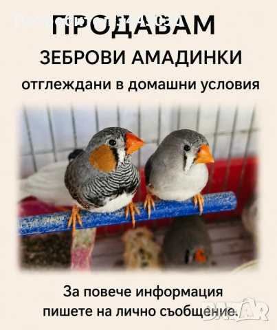 Продавам зеброви амадинки и гълъби 
