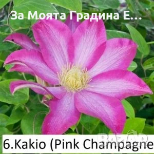 Клематис 33 вида , снимка 7 - Градински цветя и растения - 54019855