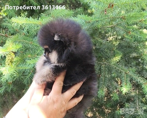 Миниатюрен мини померан черно с подпал, снимка 5 - Померан - 55068190