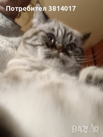 табй котета , снимка 5 - Други - 54424069