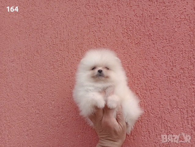 Померани. Реални снимки от 29.03.26 г. , снимка 14 - Померан - 54015787