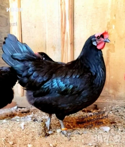 Свободни двойки Синьо и черно Брезе цената е за брой