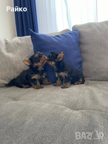 мини йоркширски териер, снимка 2 - Йоркширски териер - 54119104