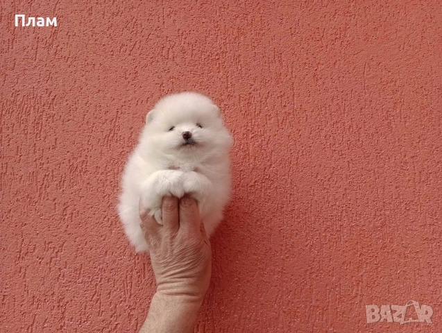 Померани.Реални снимки ! Мъжки и женски., снимка 5 - Померан - 54038182