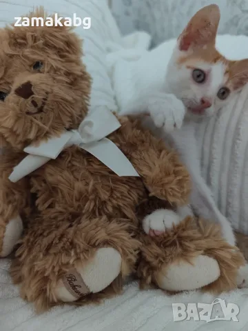 Домашно котенце на 2 месеца приучено към тоалетна, весела, здрава, умна,