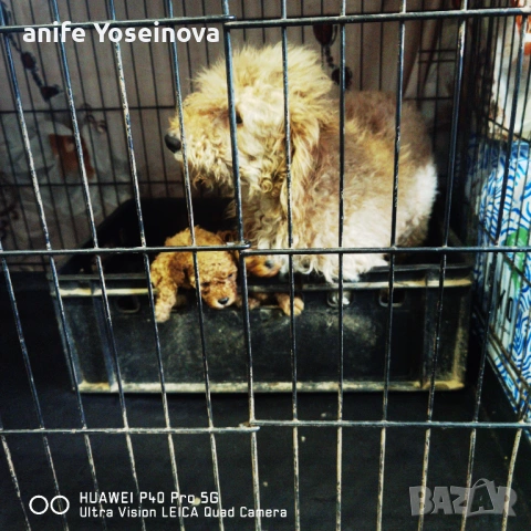 Продават се Той Пудели , снимка 5 - Пудели - 54036132