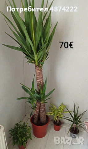 Юка растение (Yucca) – зелена палма за дома или офиса