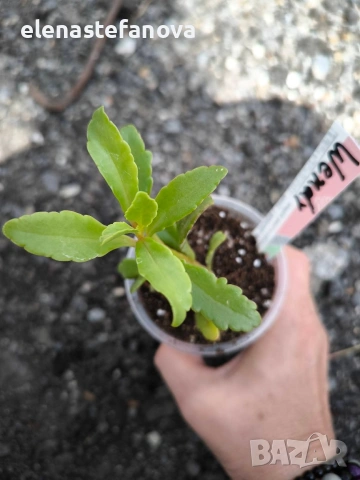 Комплект от две сортови каланхоета , снимка 3 - Стайни растения - 54196235