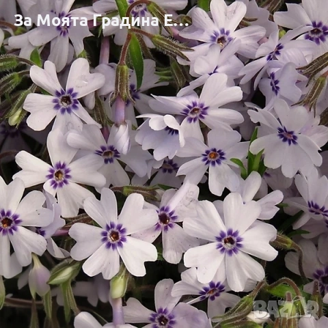 Флокс - 6 цвята /Почвопокривен и каскаден, снимка 2 - Градински цветя и растения - 54020877