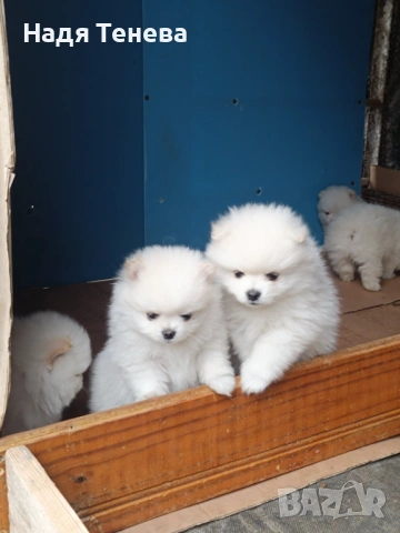 Продавам мъжки и женски померанчета, снимка 3 - Померан - 54671702