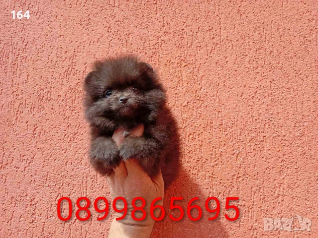 Женски Померани. Реални снимки от 29.04.2026 г. , снимка 7 - Померан - 54314213