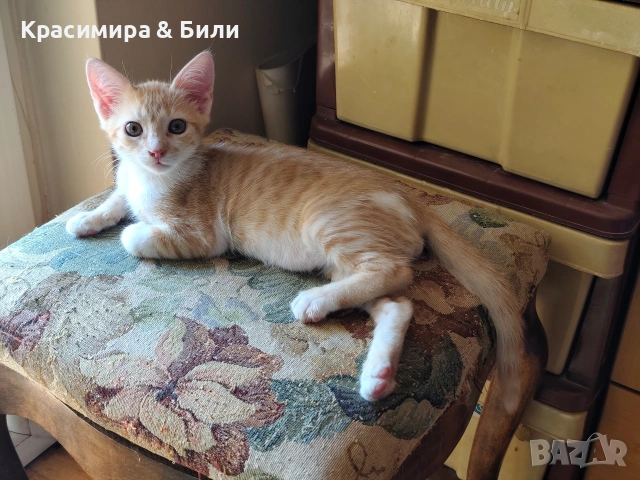 Две котарачета чакат да ги познае техния човек, снимка 4 - Други - 54719885
